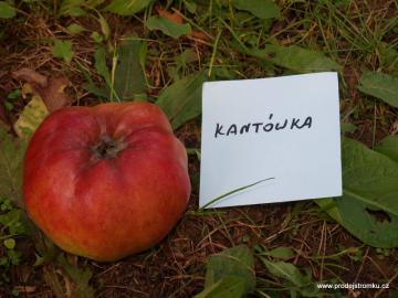 Kantówka Gdańska   -  Kdánský hranáč Roter Kantapfel