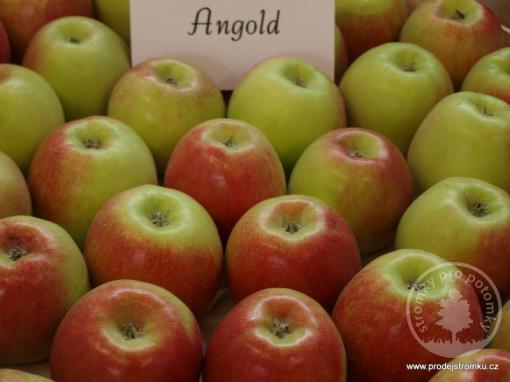 Jabloň Angold (podnož P14)