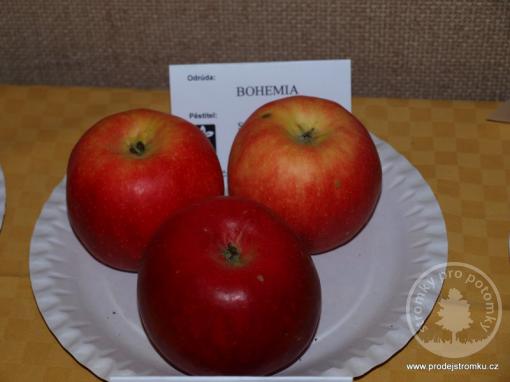 Bohemia jabloň podnož MM106