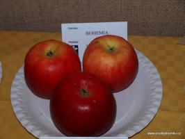 Bohemia jabloň podnož MM106