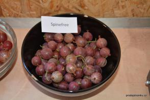 Angrešt Spinefree (keřový, kontejner)
