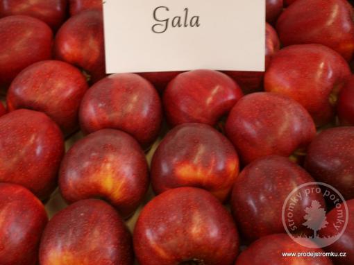Jabloň Gala (podnož M9)
