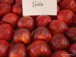 Jabloň Gala (podnož M9, kontejner)