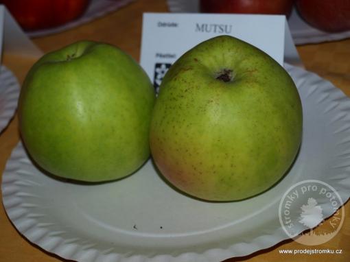 Mutsu jabloň podnož M9