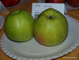 Mutsu jabloň podnož M9