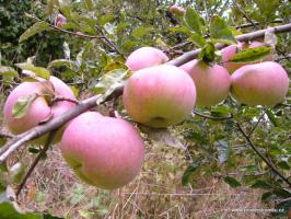 Ontario jabloň podnož semenáč vysokokmen