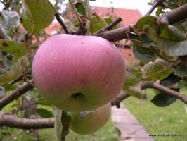Ontario jabloň podnož semenáč vysokokmen