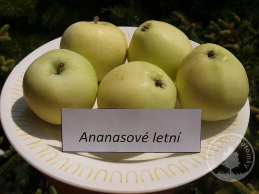 Jabloň Ananasové letní (podnož Antonovka)