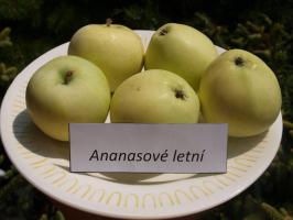 Jabloň Ananasové letní (podnož Antonovka, kontejner)