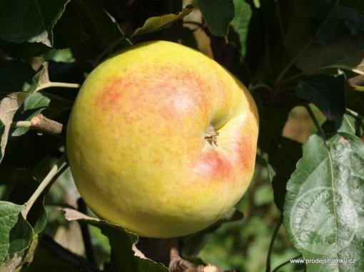 Croncelské jabloň podnož semenáč vysokokmen