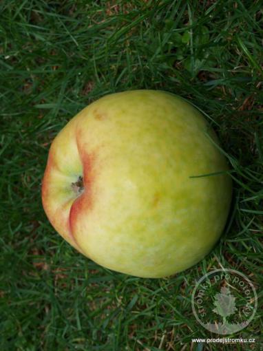 Jabloň Croncelské (podnož semenáč, vysokokmen)