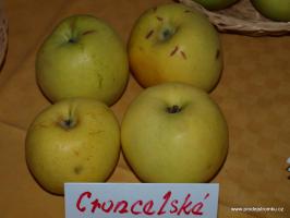 Croncelské jabloň podnož semenáč vysokokmen
