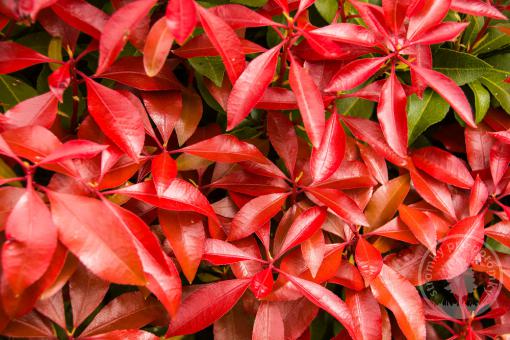 Pieris japonský Mountain Fire
