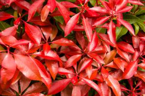 Pieris japonský Mountain Fire