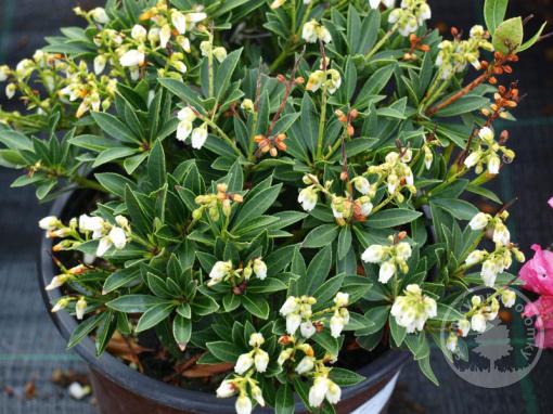 Pieris japonský Mountain Fire