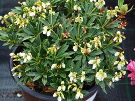 Pieris japonský Mountain Fire