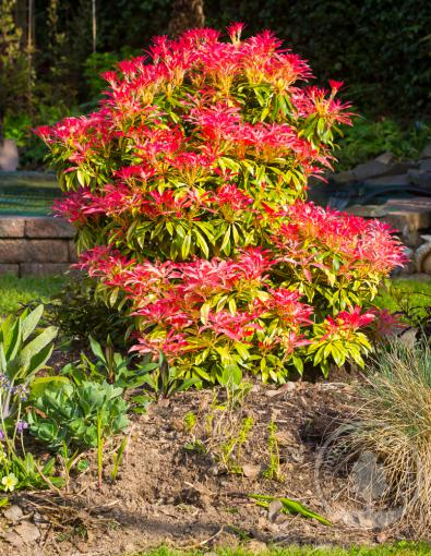 Pieris japonský Mountain Fire