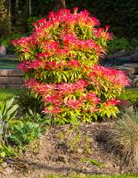 Pieris japonský Mountain Fire