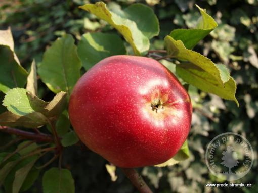 Gdaňský Hranáč jabloň podnož antonovka