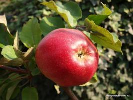 Gdaňský Hranáč jabloň podnož antonovka