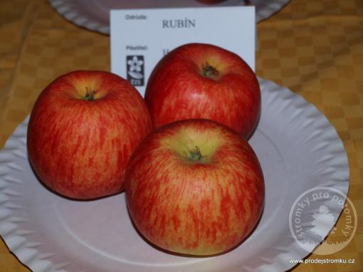 Jabloň Rubín (podnož semenáč, vysokokmen)