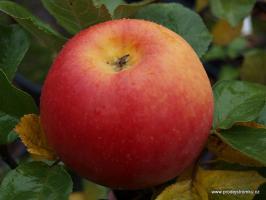 Rubinola jabloň podnož M26