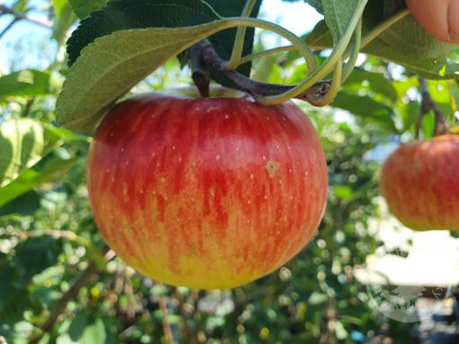 Jabloň Rubinola (podnož MM106, čtvrtkmen)