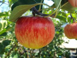 Jabloň Rubinola (podnož MM106, čtvrtkmen)