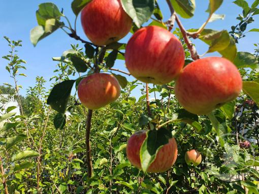 Jabloň Rubinola (podnož MM106, čtvrtkmen)
