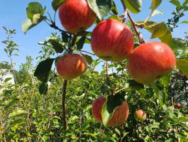 Jabloň Rubinola (podnož MM106, čtvrtkmen)