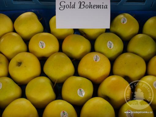 Bohemia Gold jabloň podnož M7
