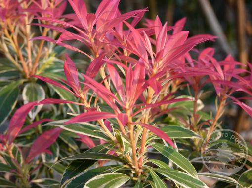 Pieris japonský Flaming Silver