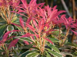 Pieris japonský Flaming Silver