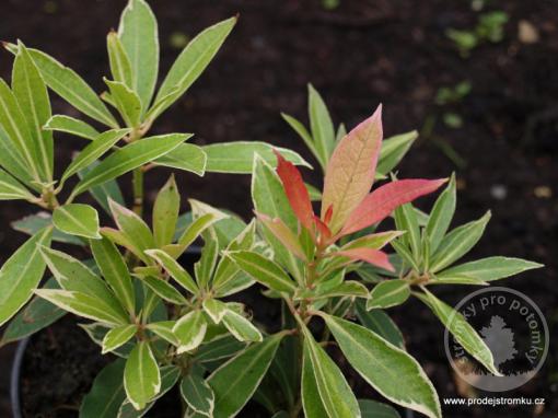 Pieris japonský Flaming Silver