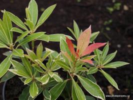 Pieris japonský Flaming Silver