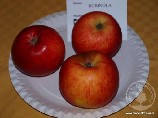 Rubinola jabloň podnož A2 čtvrtkmen