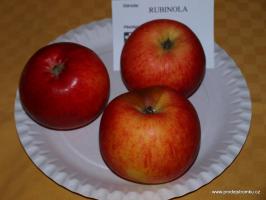 Rubinola jabloň podnož M7 polokmen