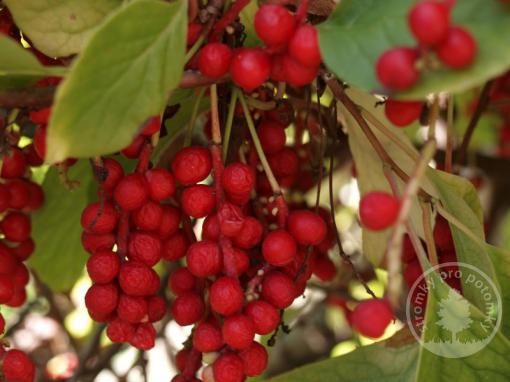 Schizandra chinensis - klanopraška čínská