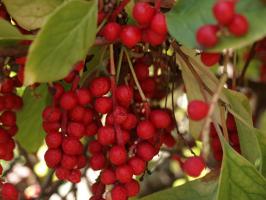 Schizandra chinensis - klanopraška čínská