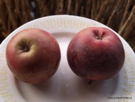Redlove jabloň podnož A2