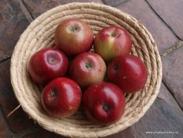 Prima jabloň podnož semenáč vysokokmen