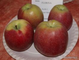 Florina jabloň podnož A2