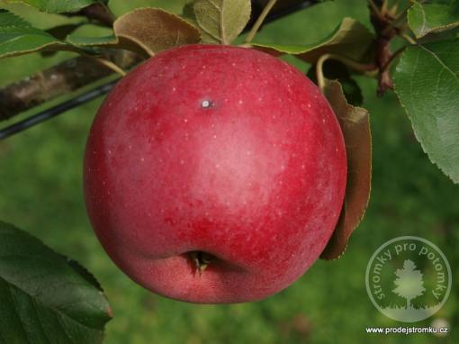 Jabloň Admirál (podnož MM106)