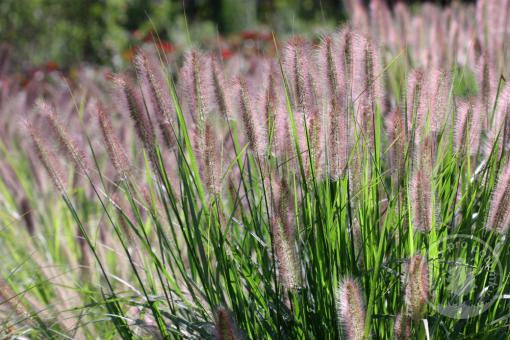 Dochan psárkovitý Red Head