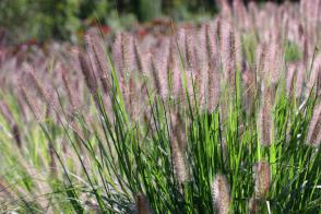 Dochan psárkovitý Red Head