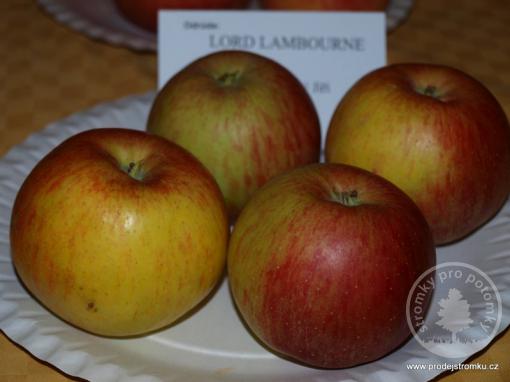 Lord Lambourne jabloň podnož Antonovka vysokokmen