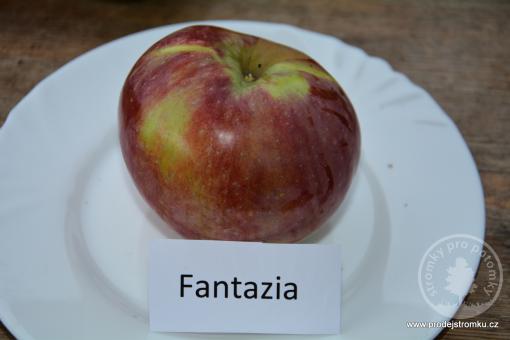 Jabloň Fantazia (podnož P14)