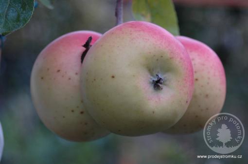Chodské jabloň podnož semenáč vysokokmen