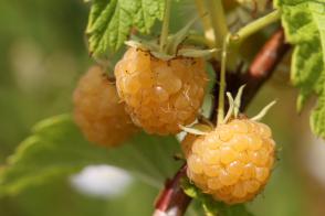Allgold malina