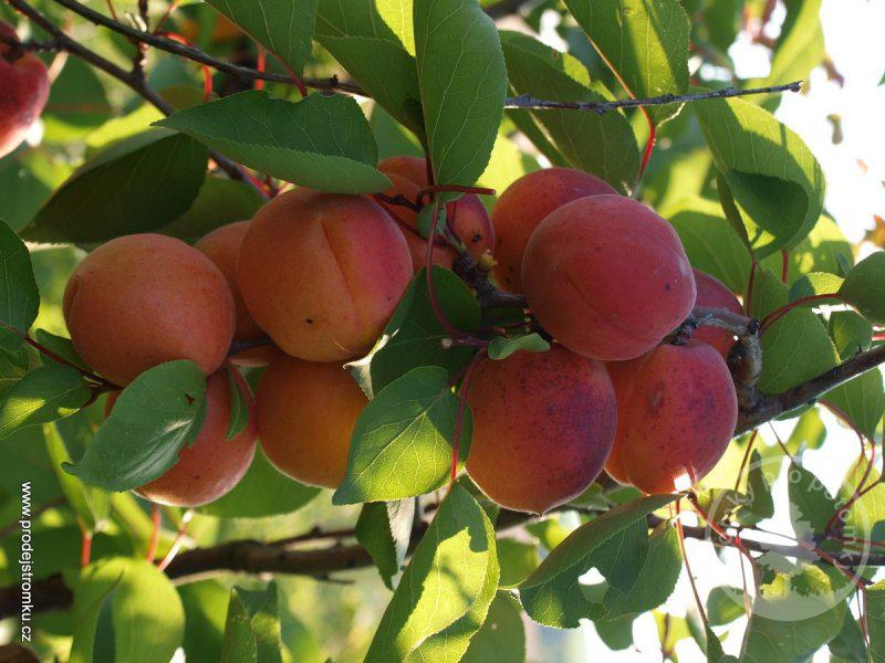 Prodej Merunek Stredni Cechy () Prodej Merunek Stredni Cechy